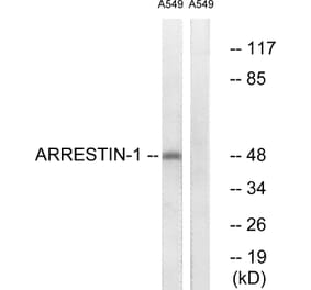 Western Blot - Anti-Arrestin 1 Antibody (B0455) - Antibodies.com