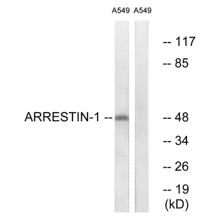 Western Blot - Anti-Arrestin 1 Antibody (B0455) - Antibodies.com