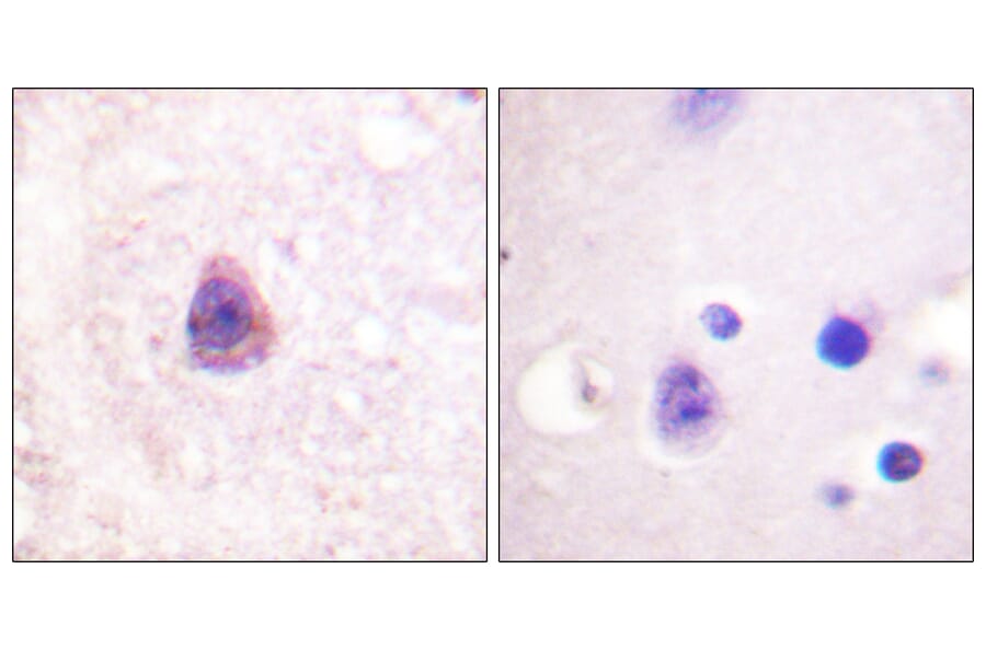 Immunohistochemistry - Anti-Arrestin 1 Antibody (B0455) - Antibodies.com