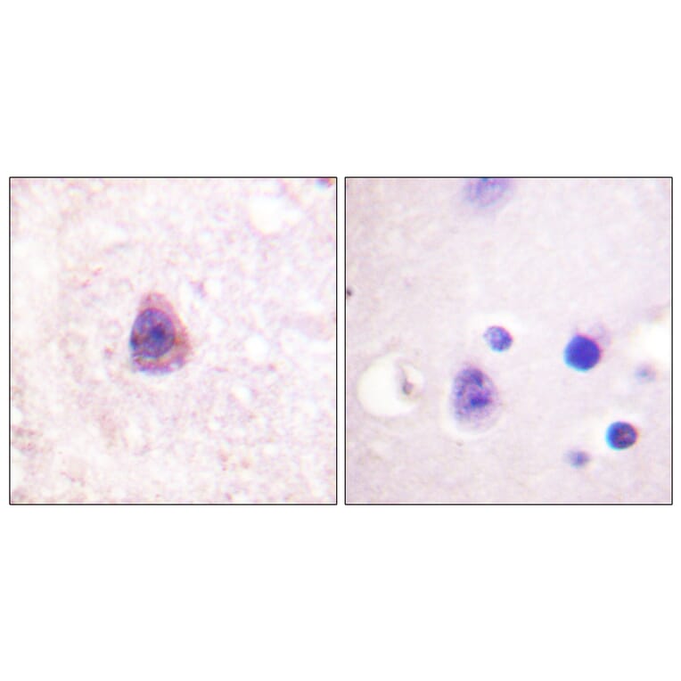 Immunohistochemistry - Anti-Arrestin 1 Antibody (B0455) - Antibodies.com