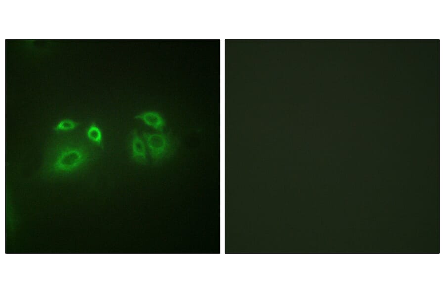 Immunofluorescence - Anti-Arrestin 1 Antibody (B0455) - Antibodies.com