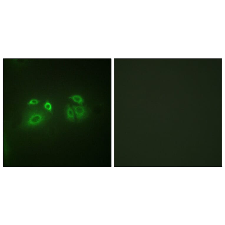 Immunofluorescence - Anti-Arrestin 1 Antibody (B0455) - Antibodies.com