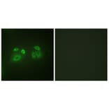 Immunofluorescence - Anti-Arrestin 1 Antibody (B0455) - Antibodies.com