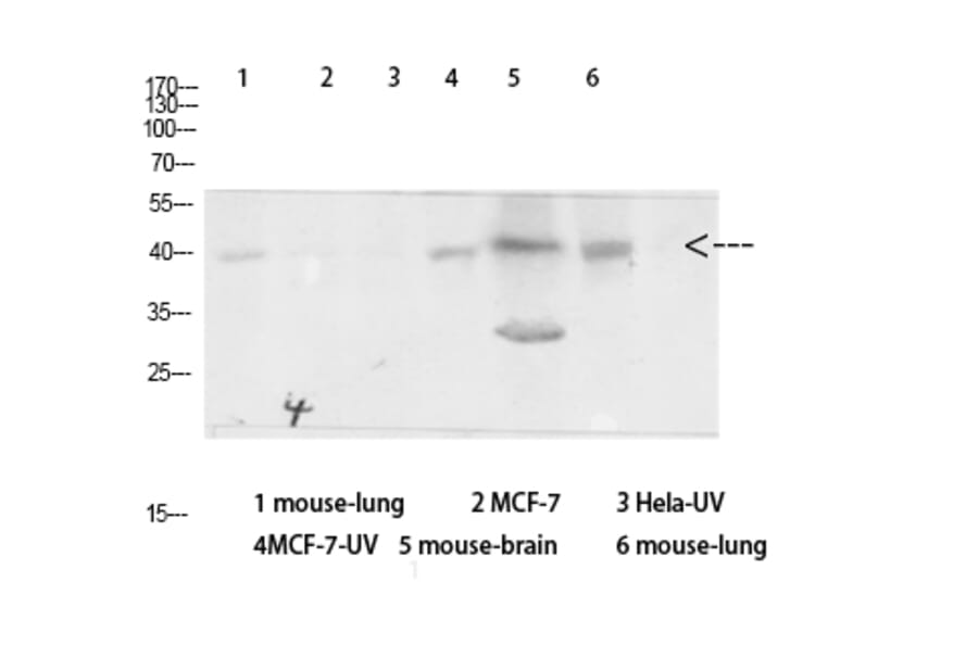 Western Blot - Anti-Arrestin 1 Antibody (B0455) - Antibodies.com