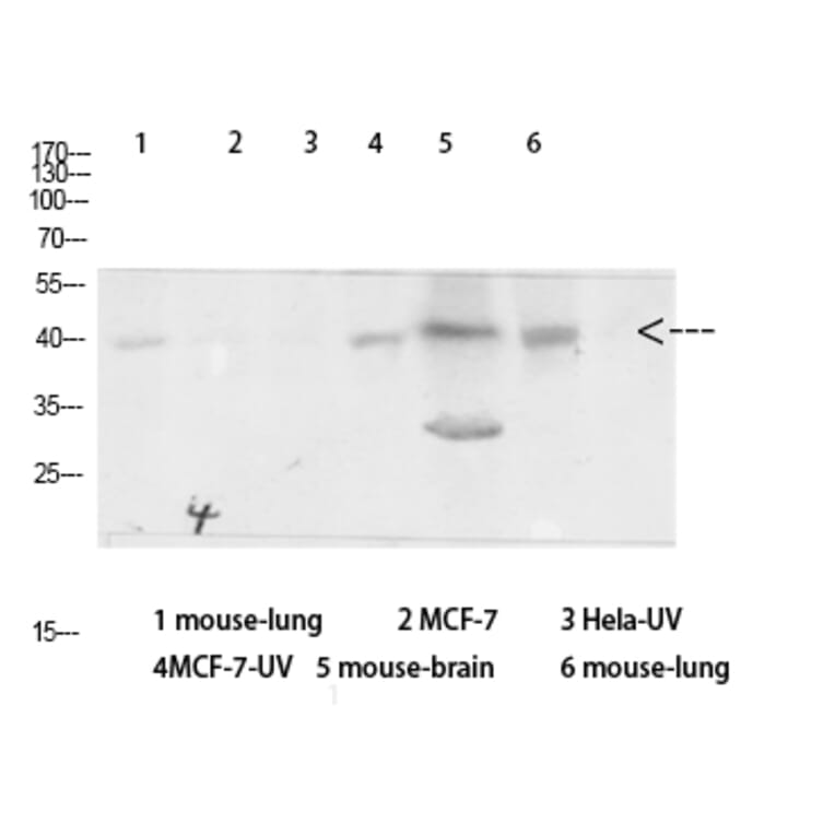Western Blot - Anti-Arrestin 1 Antibody (B0455) - Antibodies.com