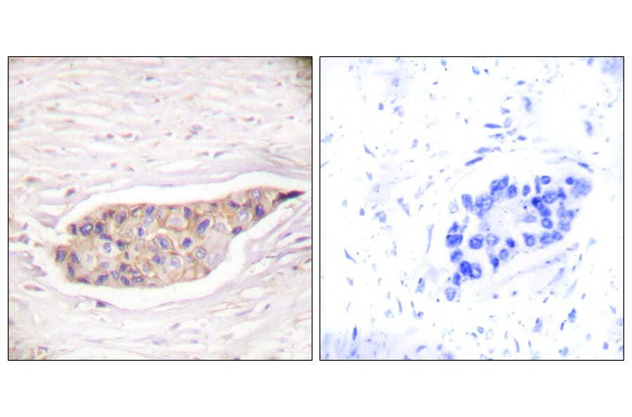 Immunohistochemistry - Anti-Annexin A6 Antibody (C0126) - Antibodies.com