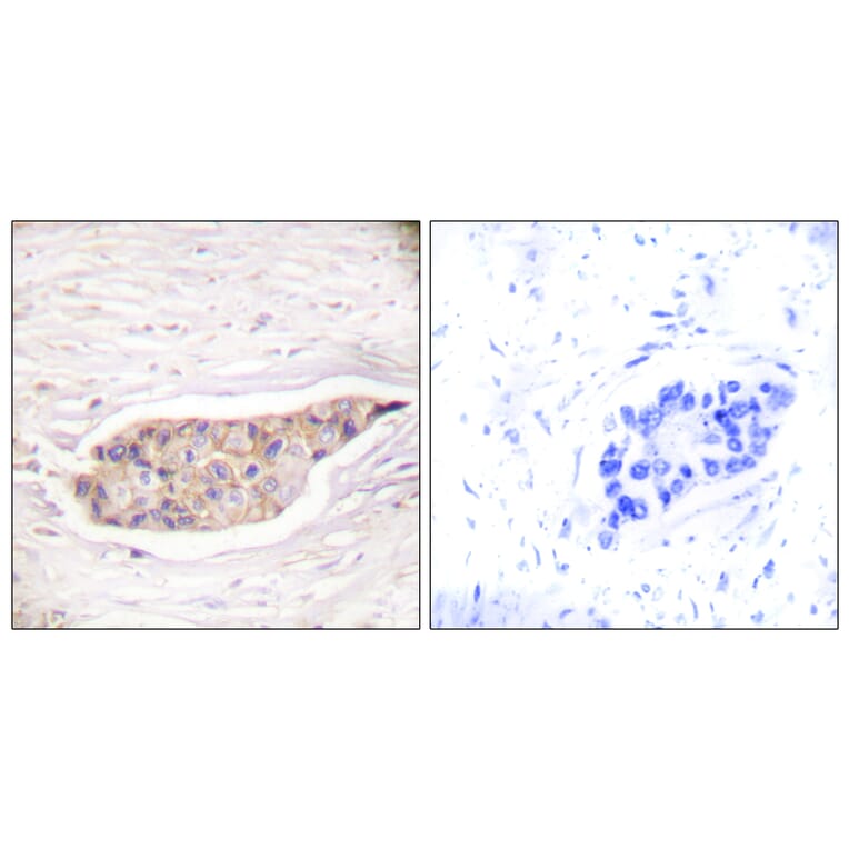 Immunohistochemistry - Anti-Annexin A6 Antibody (C0126) - Antibodies.com