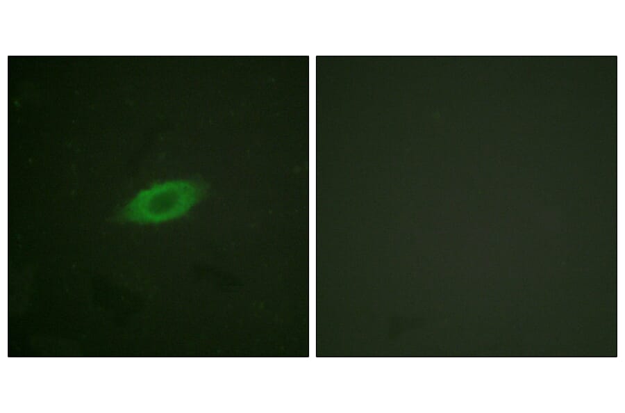 Immunofluorescence - Anti-Annexin A6 Antibody (C0126) - Antibodies.com