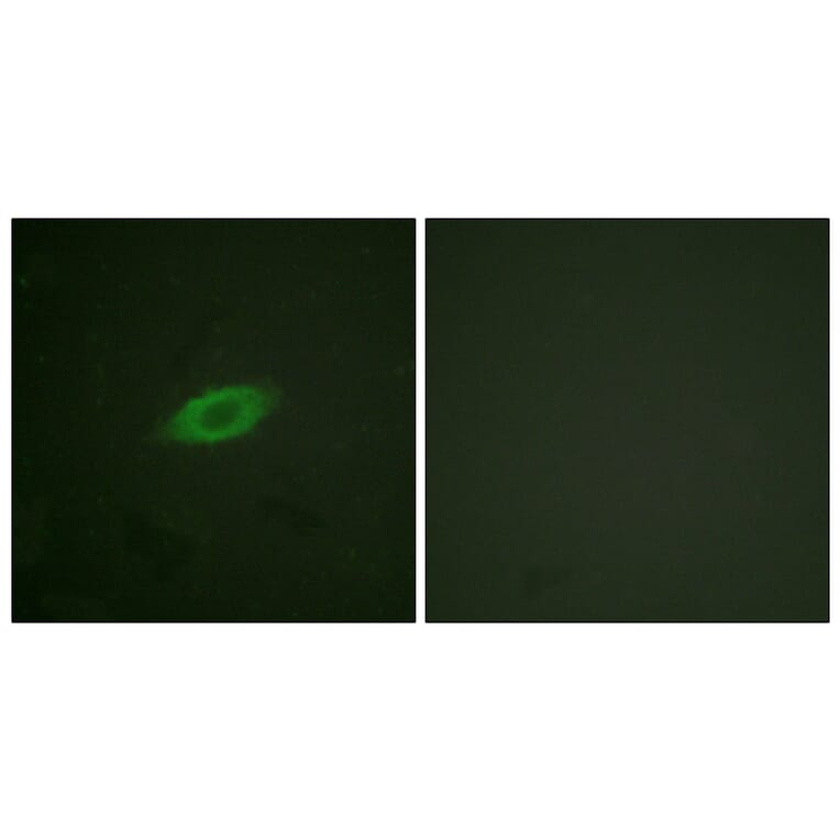 Immunofluorescence - Anti-Annexin A6 Antibody (C0126) - Antibodies.com