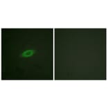 Immunofluorescence - Anti-Annexin A6 Antibody (C0126) - Antibodies.com