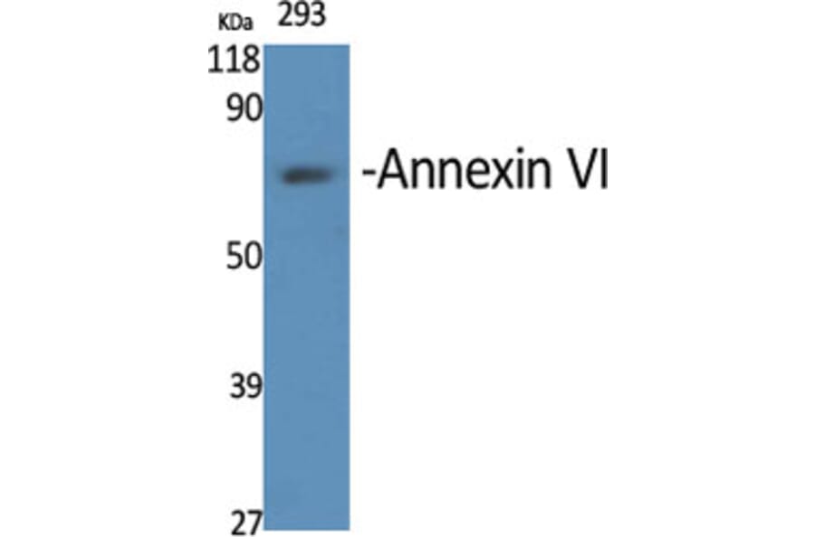 Western Blot - Anti-Annexin A6 Antibody (C0126) - Antibodies.com
