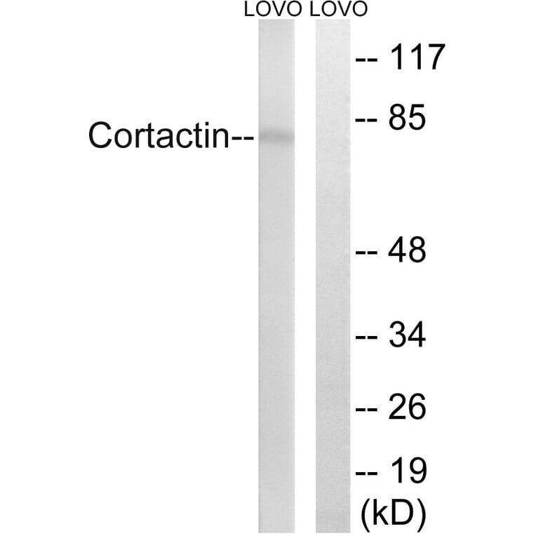 Western Blot - Anti-Cortactin Antibody (B7050) - Antibodies.com