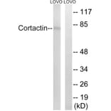 Western Blot - Anti-Cortactin Antibody (B7050) - Antibodies.com