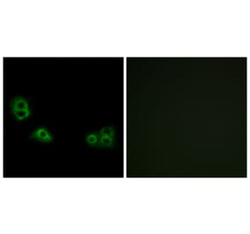 Immunofluorescence - Anti-TMEM185A Antibody (G749) - Antibodies.com