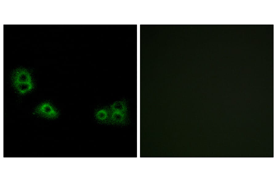 Immunofluorescence - Anti-TMEM185A Antibody (G749) - Antibodies.com