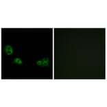 Immunofluorescence - Anti-TMEM185A Antibody (G749) - Antibodies.com