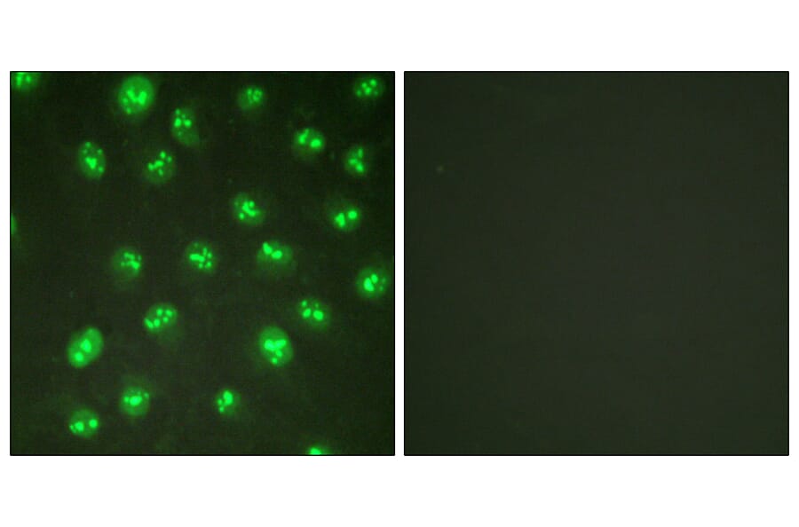 Immunofluorescence - Anti-p57 Kip2 Antibody (B0967) - Antibodies.com