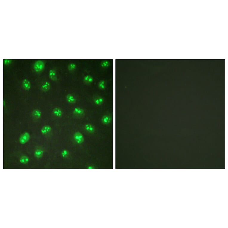 Immunofluorescence - Anti-p57 Kip2 Antibody (B0967) - Antibodies.com