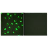 Immunofluorescence - Anti-p57 Kip2 Antibody (B0967) - Antibodies.com