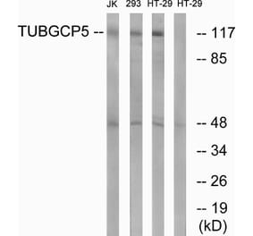 Western Blot - Anti-TUBGCP5 Antibody (C15873) - Antibodies.com
