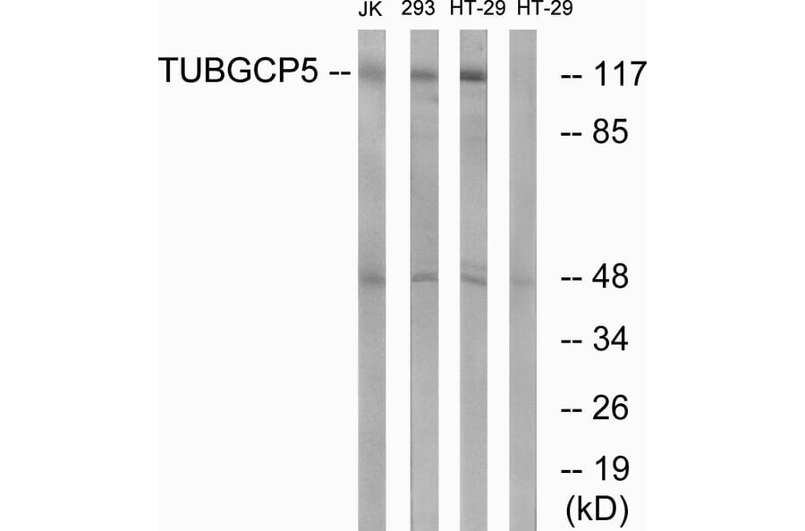 Western Blot - Anti-TUBGCP5 Antibody (C15873) - Antibodies.com