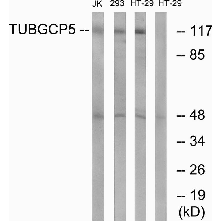 Western Blot - Anti-TUBGCP5 Antibody (C15873) - Antibodies.com