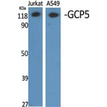 Western Blot - Anti-TUBGCP5 Antibody (C15873) - Antibodies.com