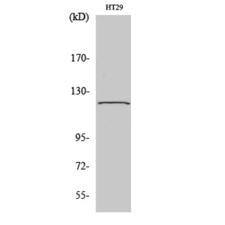 Western Blot - Anti-TUBGCP5 Antibody (C15873) - Antibodies.com