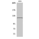 Western Blot - Anti-TUBGCP5 Antibody (C15873) - Antibodies.com