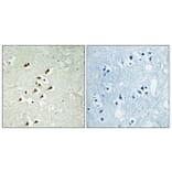 Immunohistochemistry - Anti-TUBGCP5 Antibody (C15873) - Antibodies.com