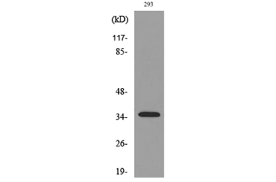 Western Blot - Anti-TNFSF11 Antibody (C30535) - Antibodies.com