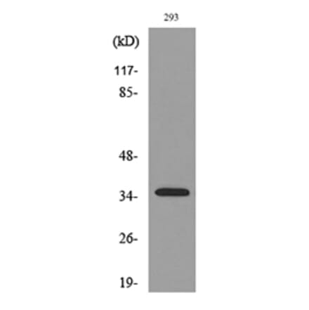 Western Blot - Anti-TNFSF11 Antibody (C30535) - Antibodies.com