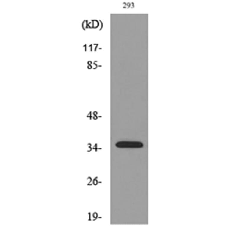 Western Blot - Anti-TNFSF11 Antibody (C30535) - Antibodies.com