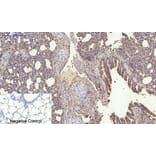 Immunohistochemistry - Anti-TNFSF11 Antibody (C30535) - Antibodies.com