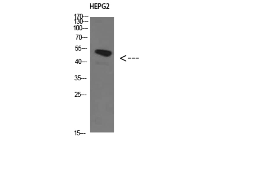 Western Blot - Anti-TGFB1I1 Antibody (C30893) - Antibodies.com