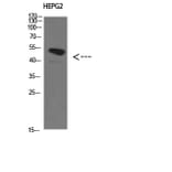 Western Blot - Anti-TGFB1I1 Antibody (C30893) - Antibodies.com