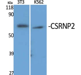 Western Blot - Anti-TAIP-12 Antibody (C20906) - Antibodies.com