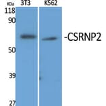 Western Blot - Anti-TAIP-12 Antibody (C20906) - Antibodies.com