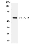 Western Blot - Anti-TAIP-12 Antibody (R12-3584) - Antibodies.com