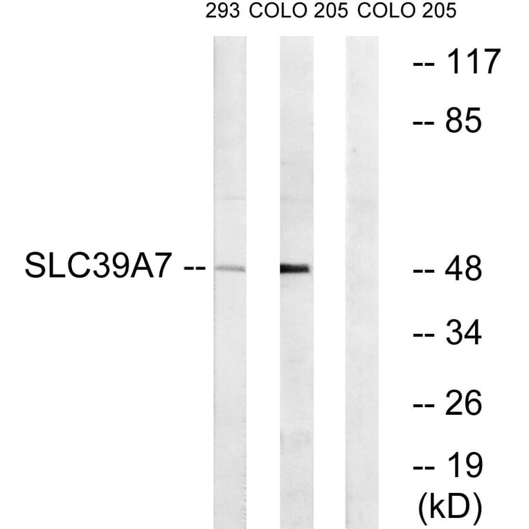 Western Blot - Anti-SLC39A7 Antibody (C19625) - Antibodies.com