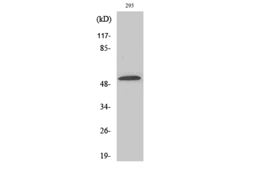 Western Blot - Anti-SLC39A7 Antibody (C19625) - Antibodies.com