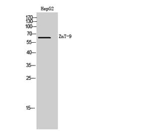 Western Blot - Anti-SLC30A9 Antibody (C19622) - Antibodies.com