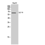 Western Blot - Anti-SLC30A9 Antibody (C19622) - Antibodies.com