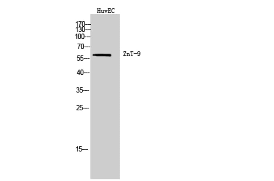 Western Blot - Anti-SLC30A9 Antibody (C20740) - Antibodies.com