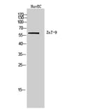 Western Blot - Anti-SLC30A9 Antibody (C20740) - Antibodies.com