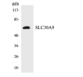 Western Blot - Anti-SLC30A9 Antibody (R12-3526) - Antibodies.com