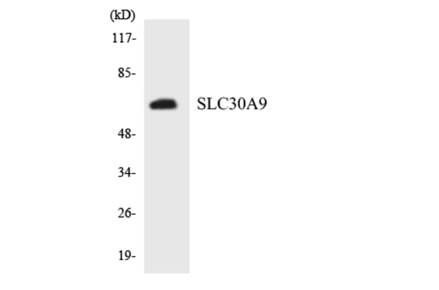 Western Blot - Anti-SLC30A9 Antibody (R12-3526) - Antibodies.com