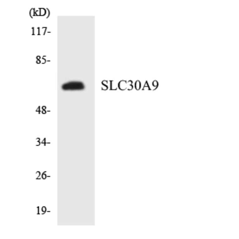 Western Blot - Anti-SLC30A9 Antibody (R12-3526) - Antibodies.com