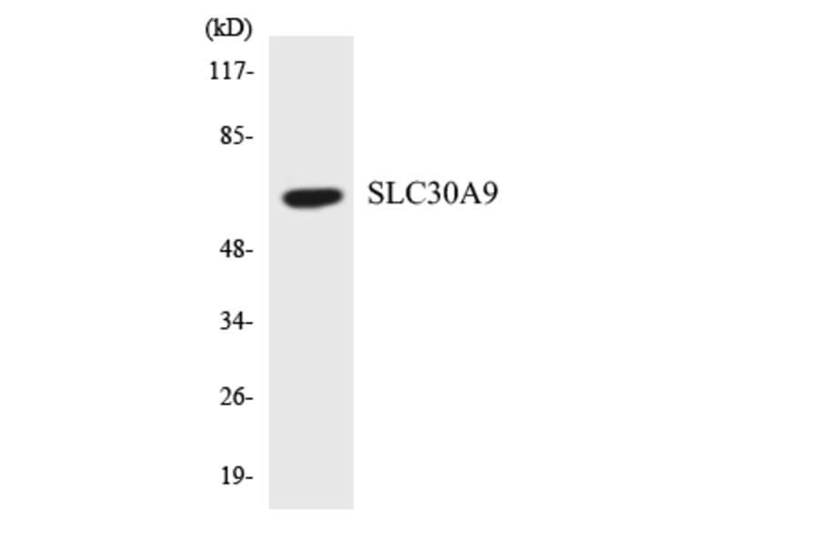 Western Blot - Anti-SLC30A9 Antibody (R12-3527) - Antibodies.com