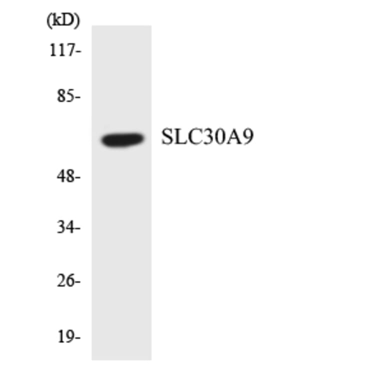 Western Blot - Anti-SLC30A9 Antibody (R12-3527) - Antibodies.com